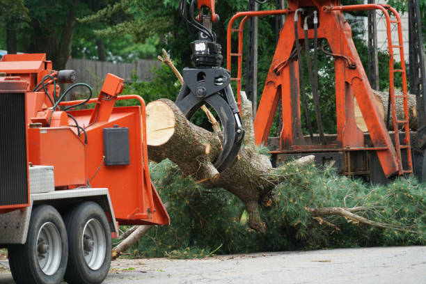 West St Paul, MN  Tree Services Company